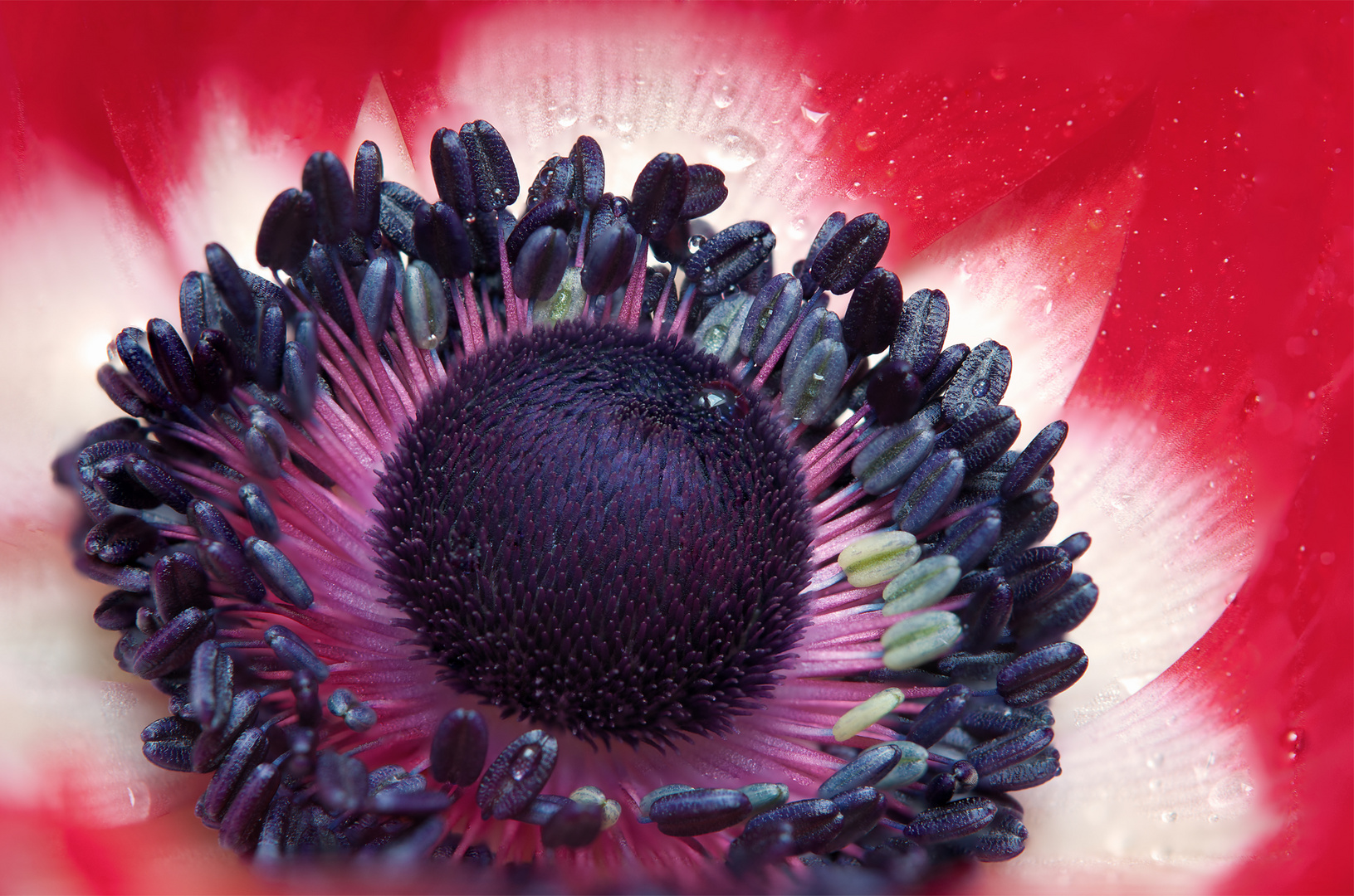 Anemone