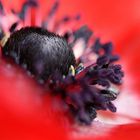 Anemone