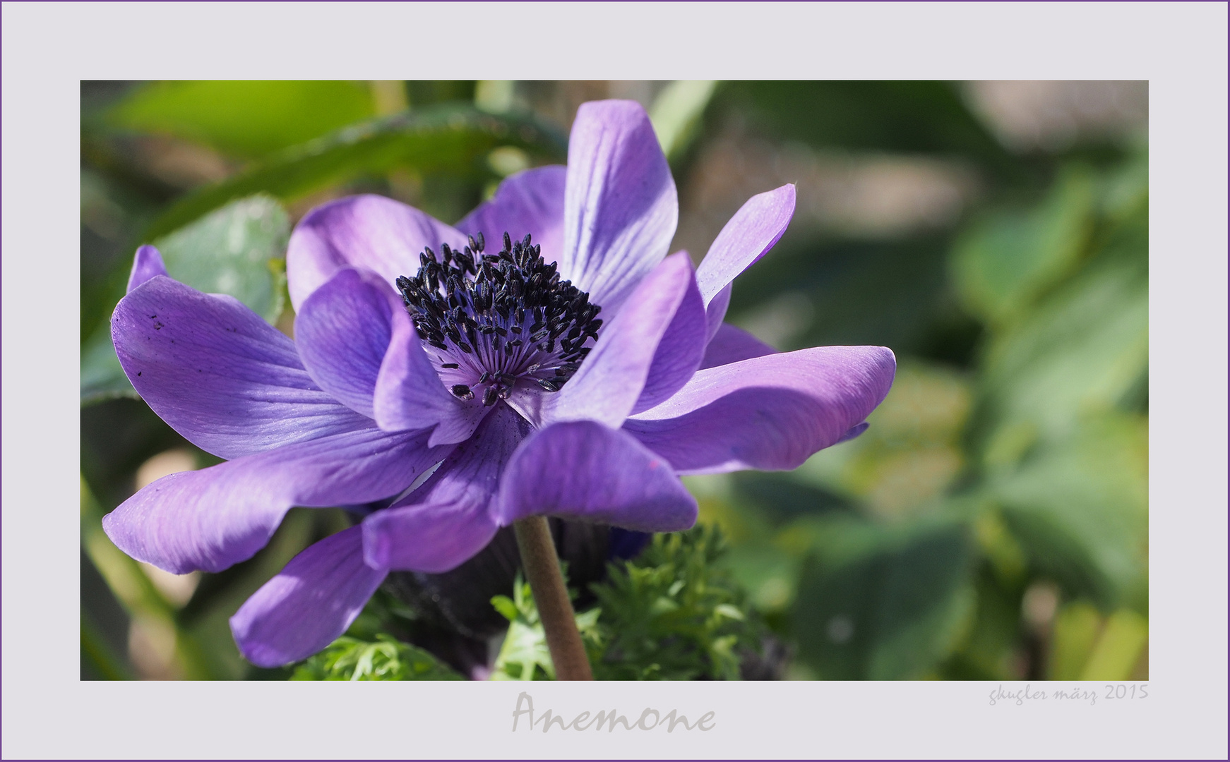 Anemone