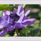 Anemone