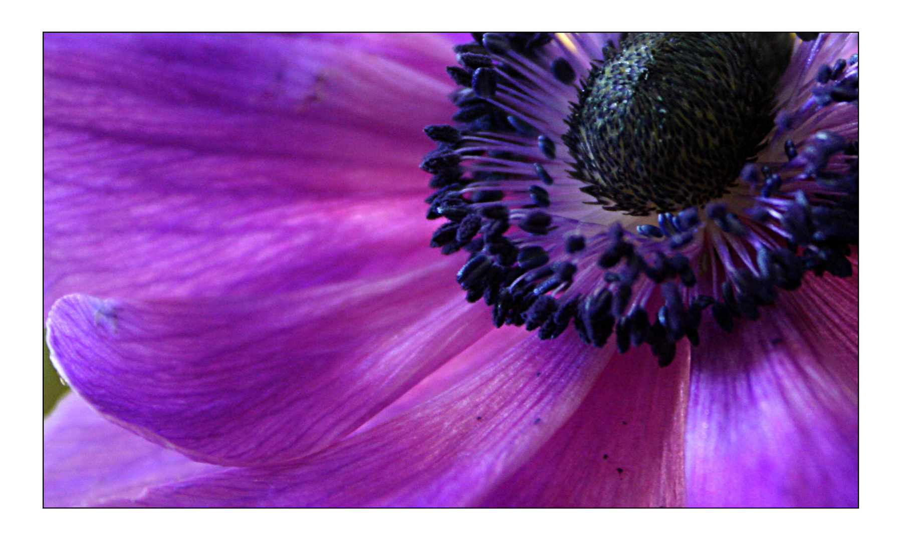 Anemone