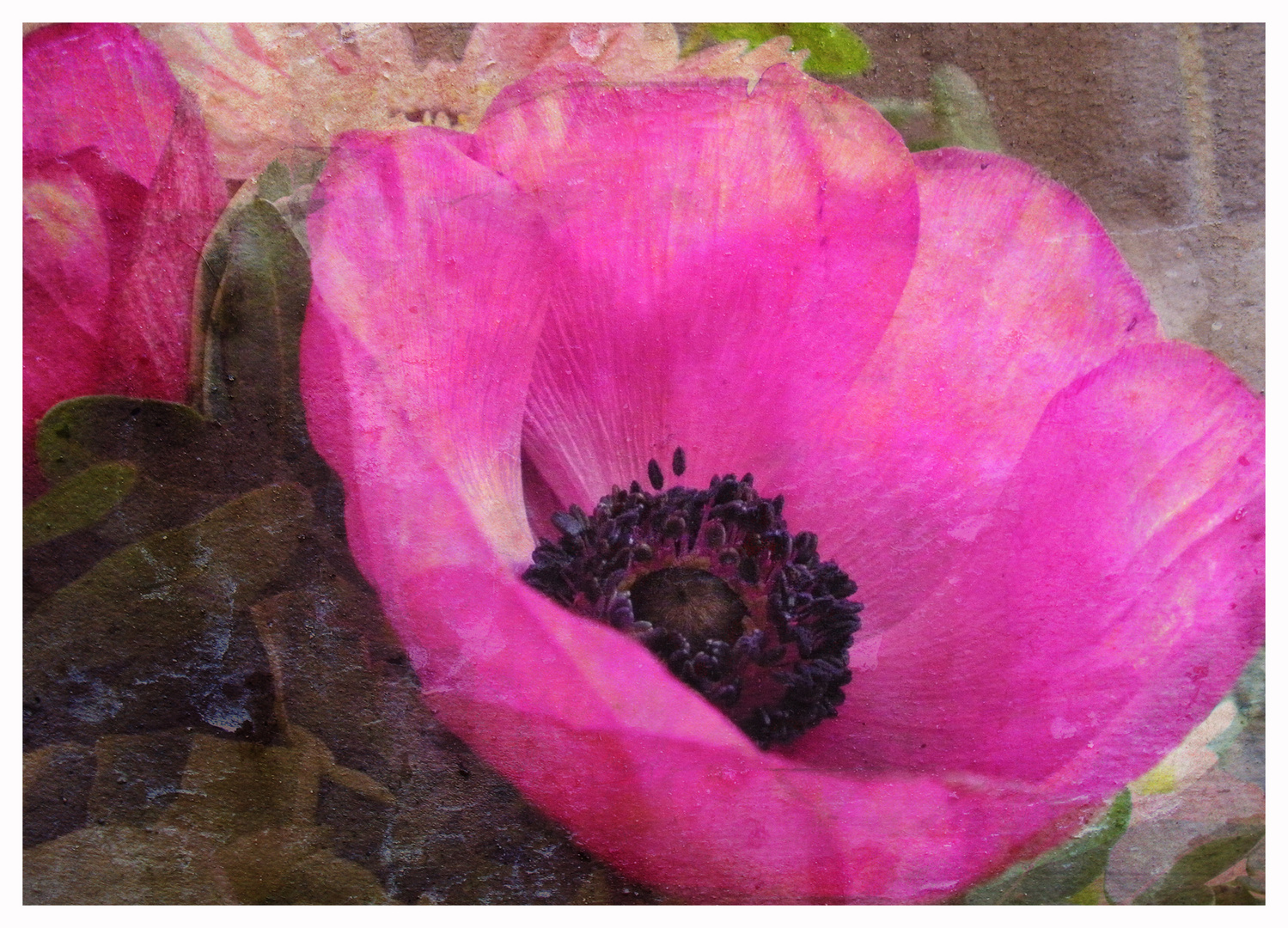 anemone