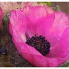 anemone