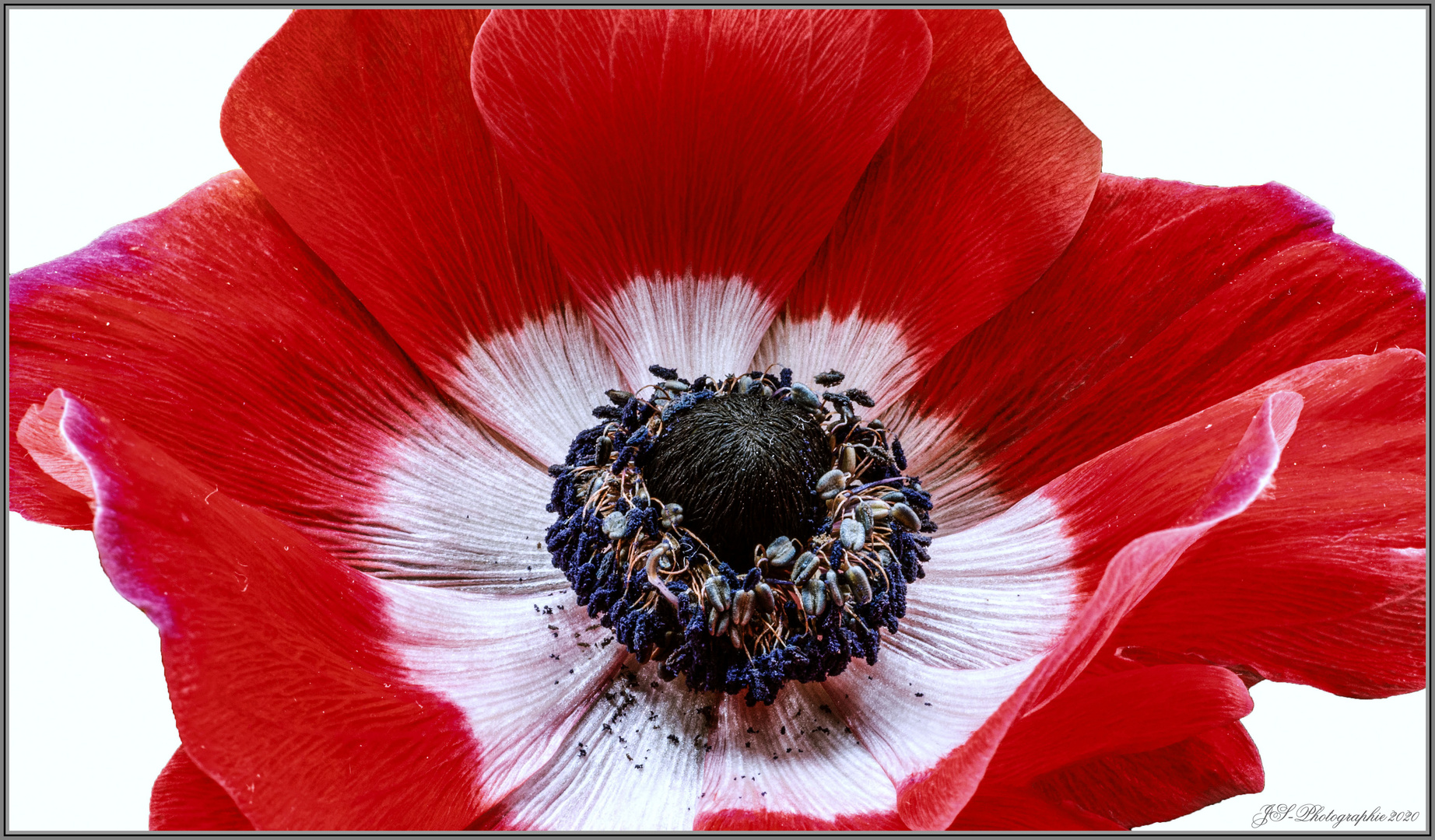 Anemone