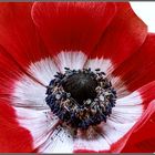 Anemone