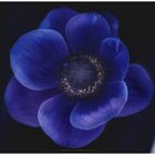 Anemone 