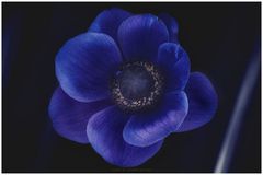 Anemone 