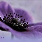 AneMone