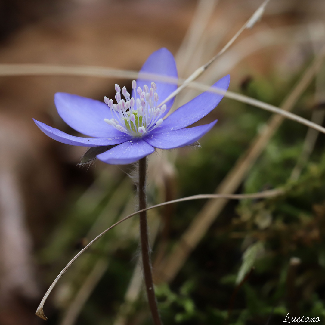 anemone