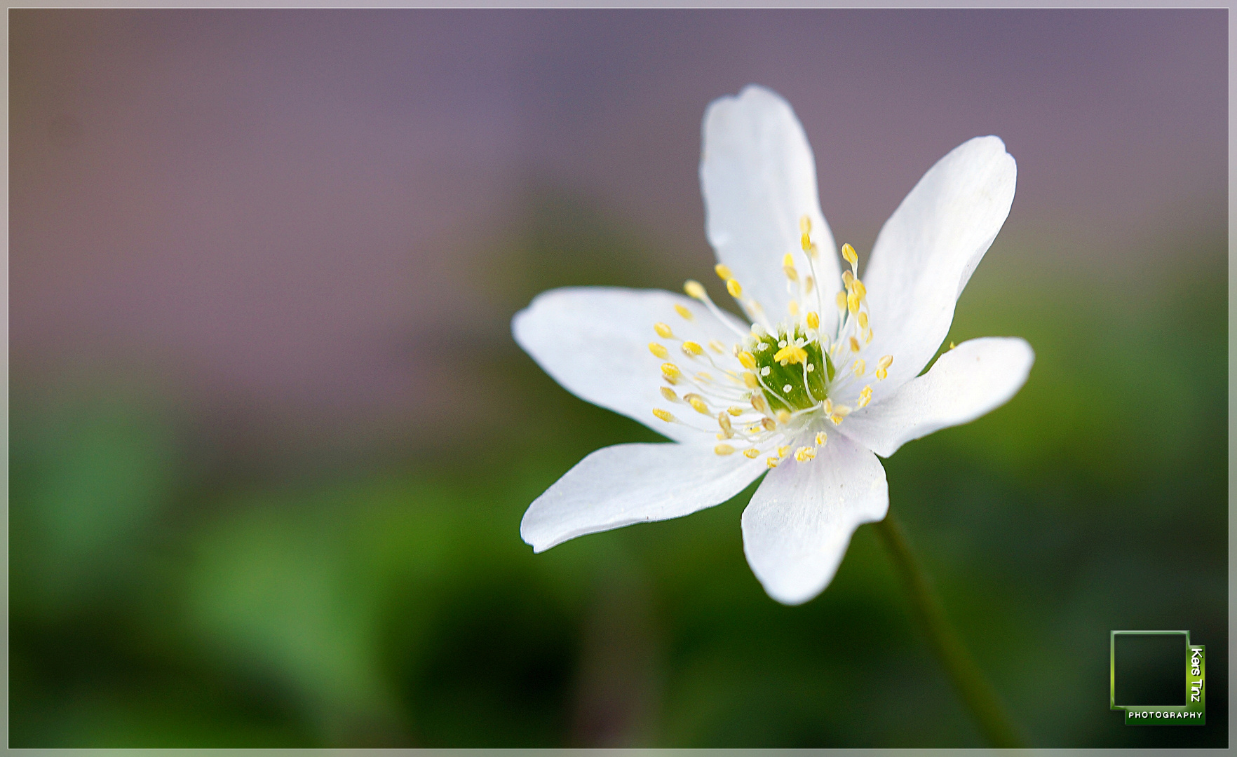 Anemone