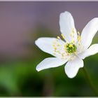 Anemone