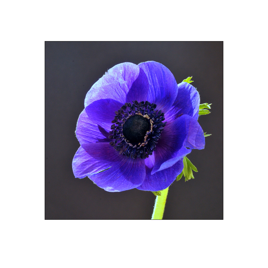 Anemone