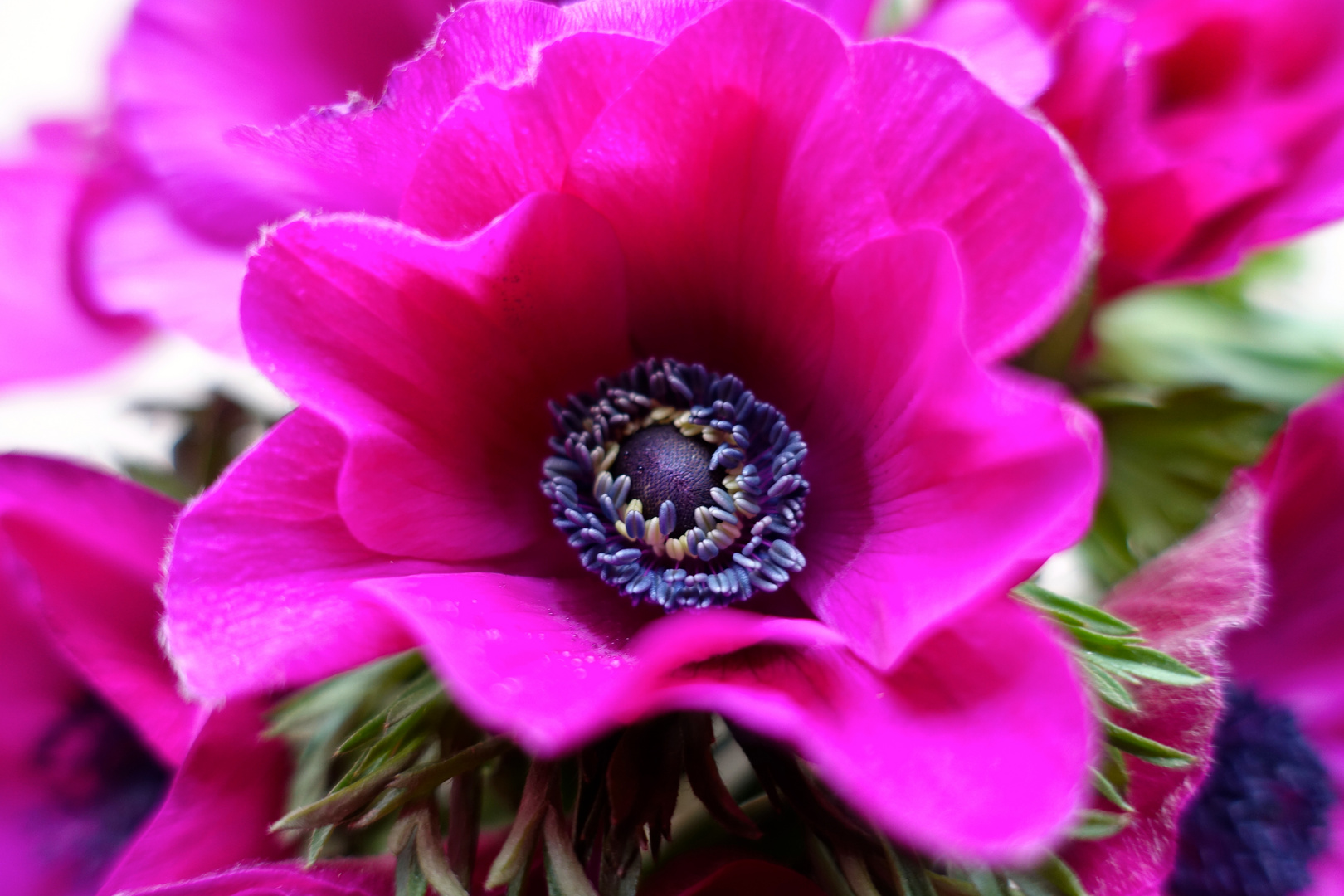 Anemone