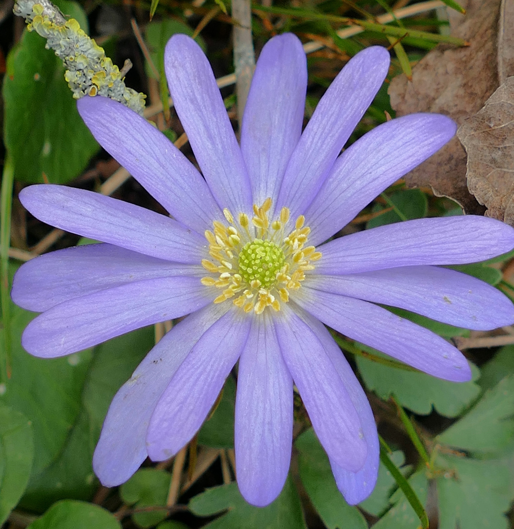 Anemone