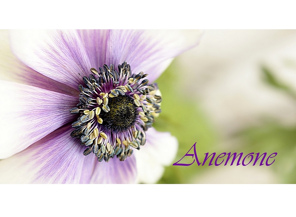 Anemone