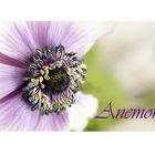 Anemone