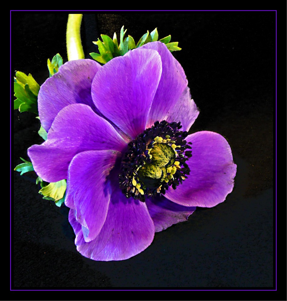 Anemone