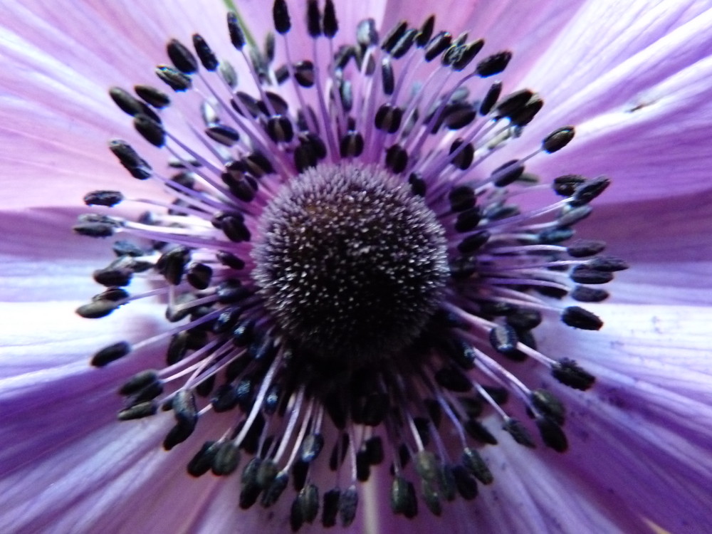 Anemone von bjoernh1711 