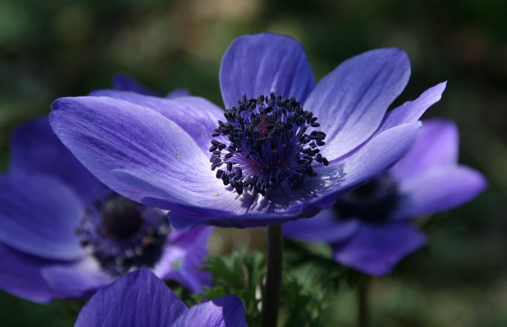 Anemone