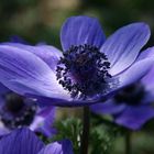 Anemone