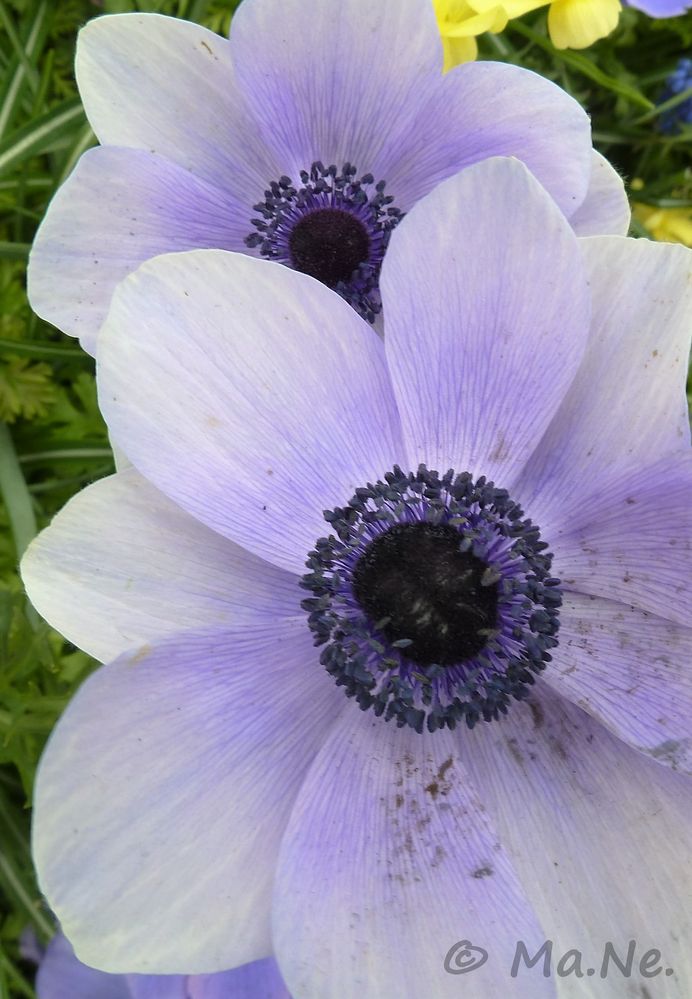 Anemone