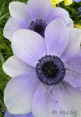 Anemone