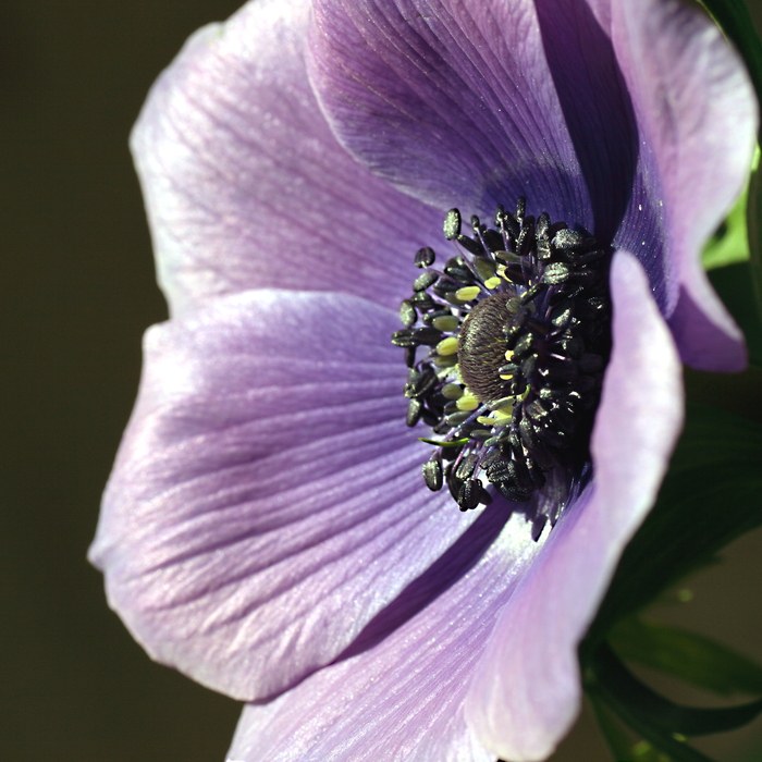 Anemone