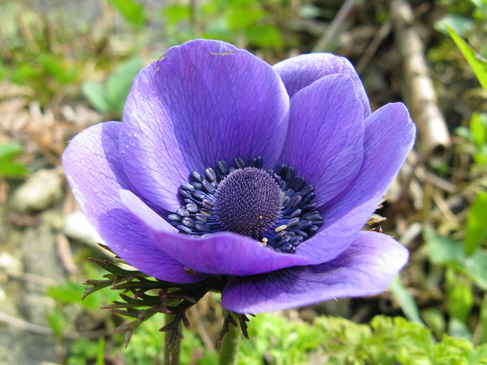 Anemone