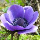 Anemone