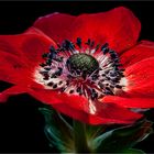 Anemone