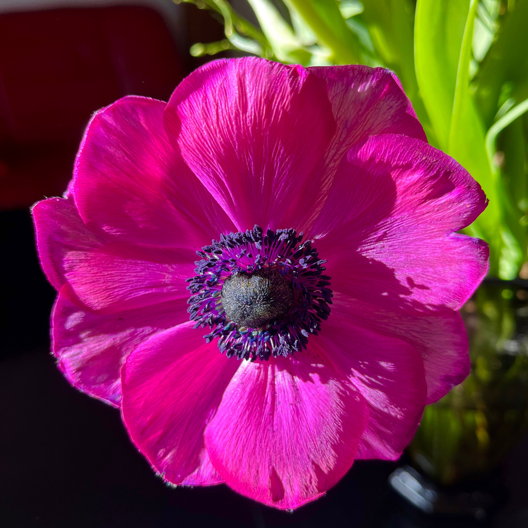 Anemone