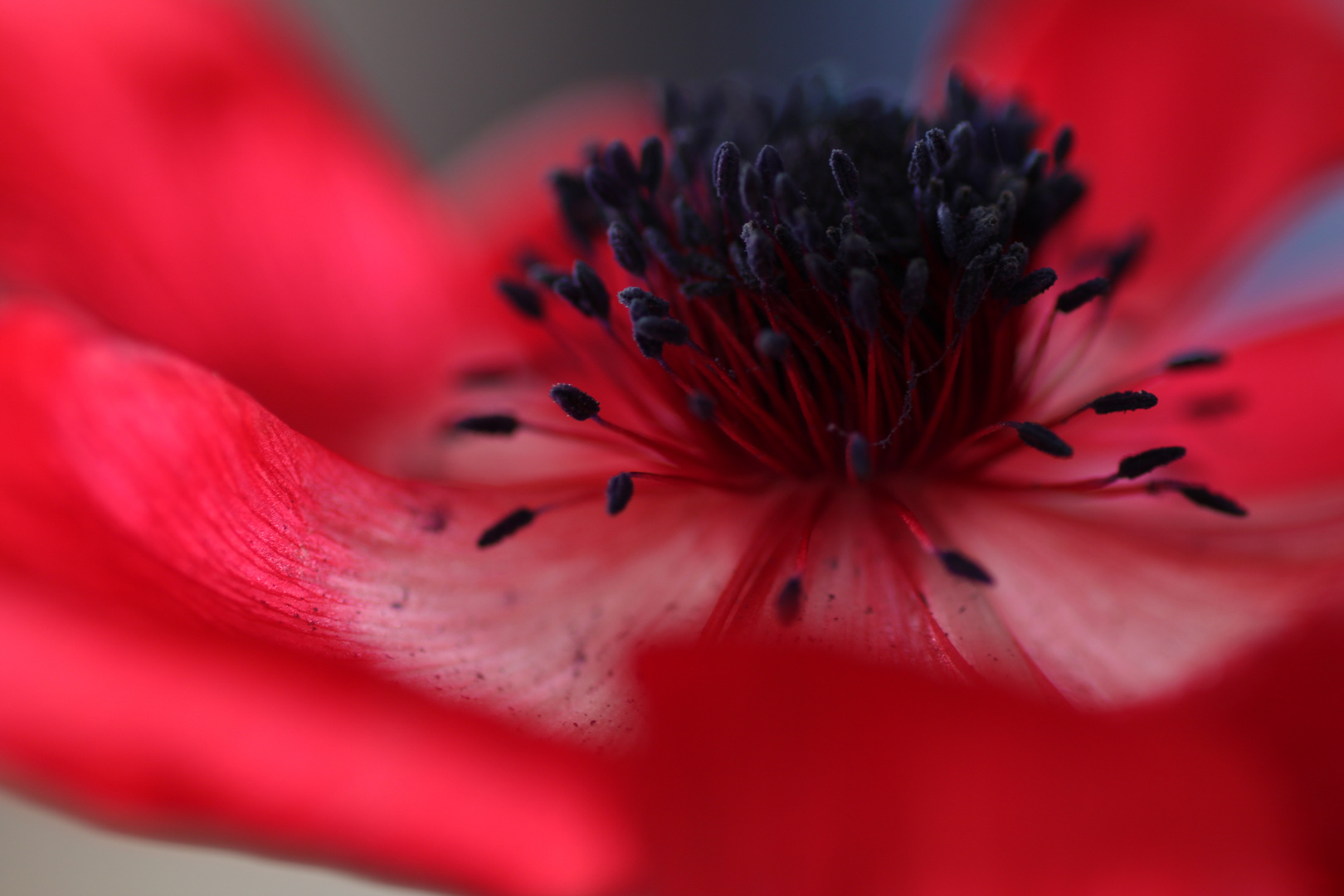 Anemone