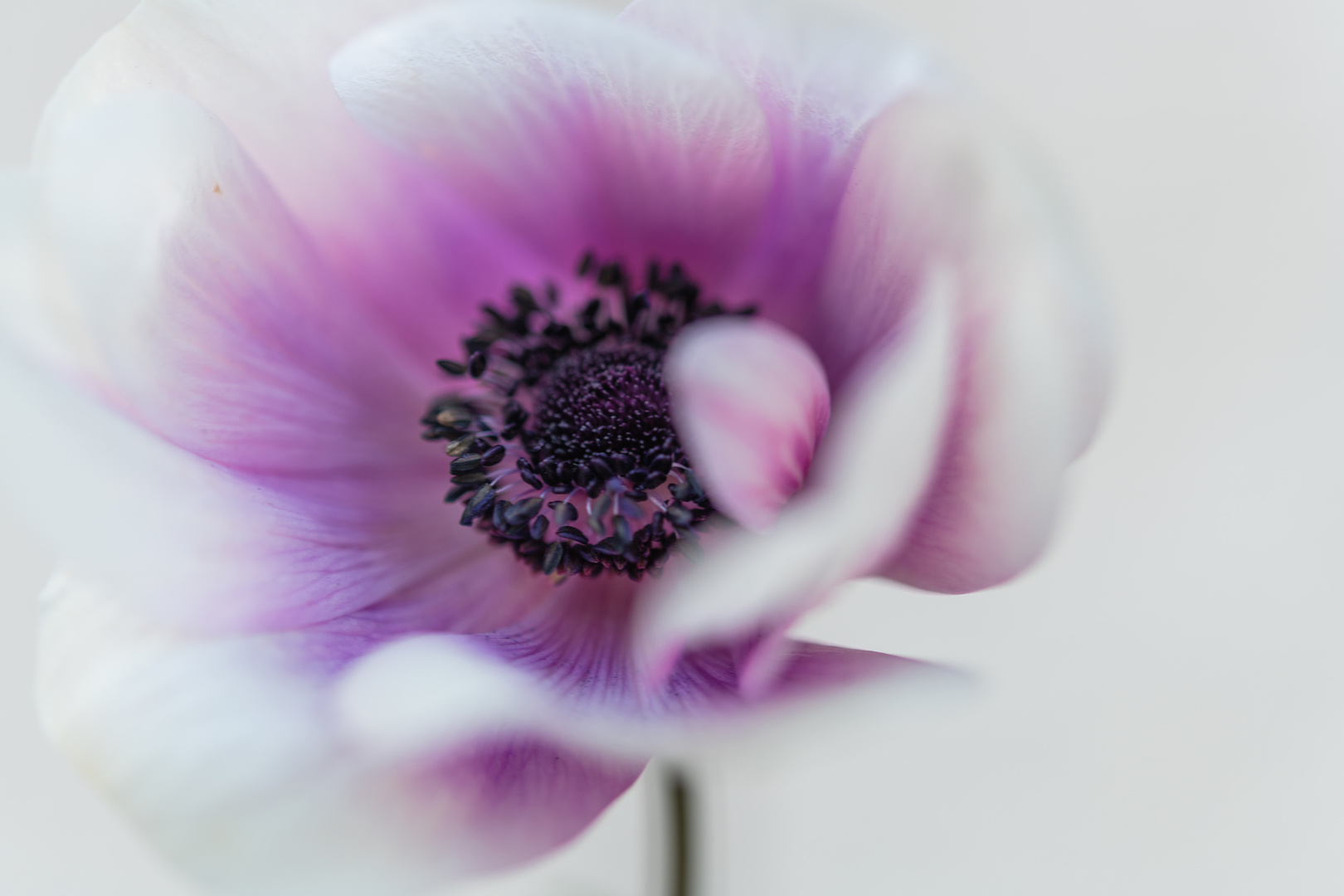 Anemone