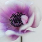 Anemone