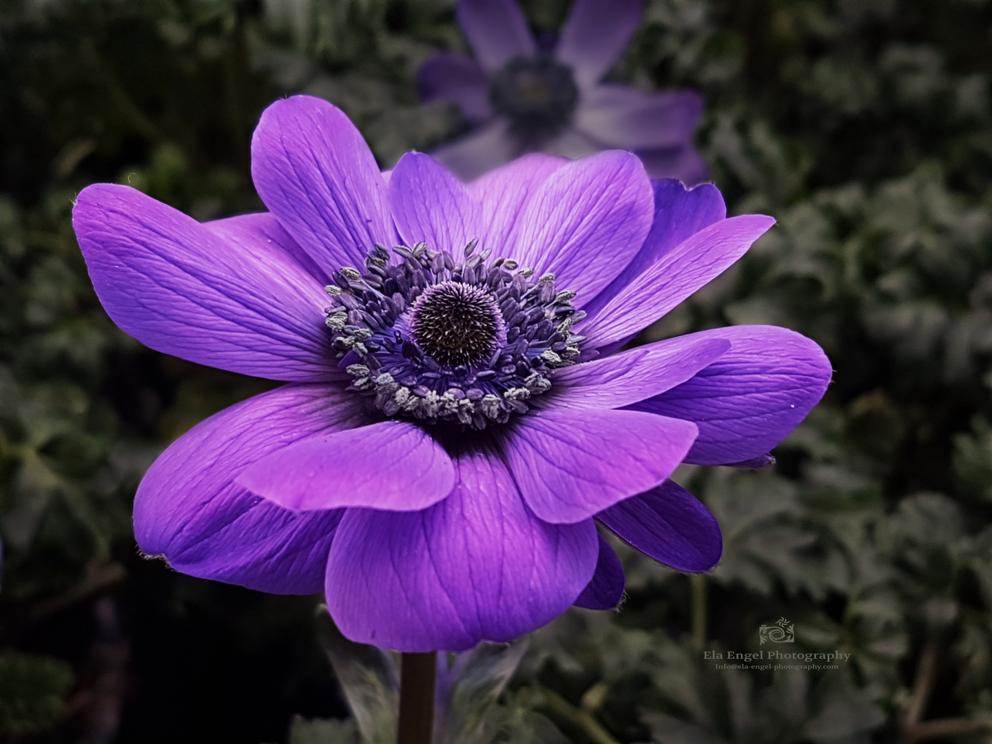 Anemone