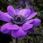 Anemone