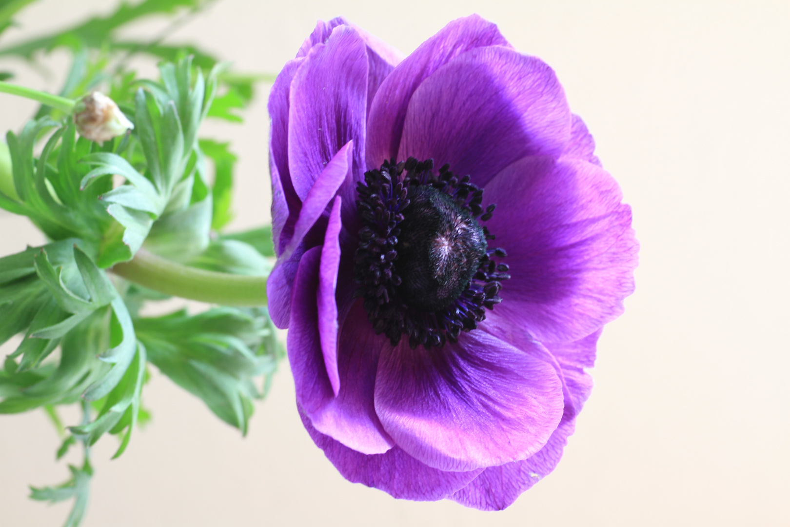 Anemone