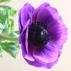 Anemone