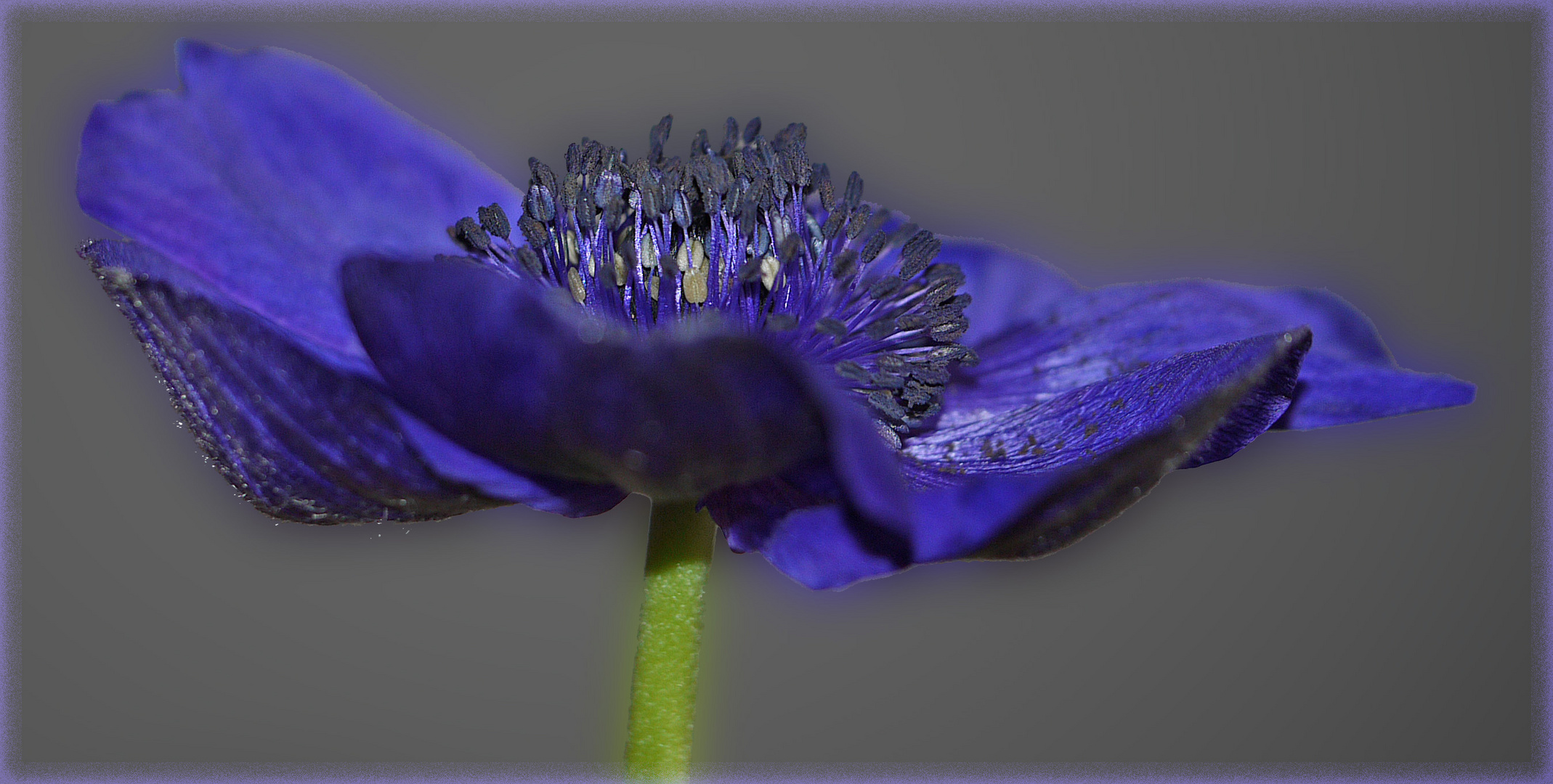 ~ Anemone ~