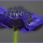 ~ Anemone ~