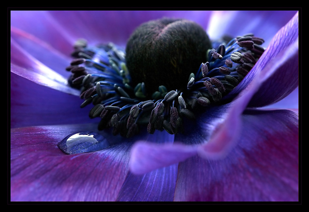 Anemone