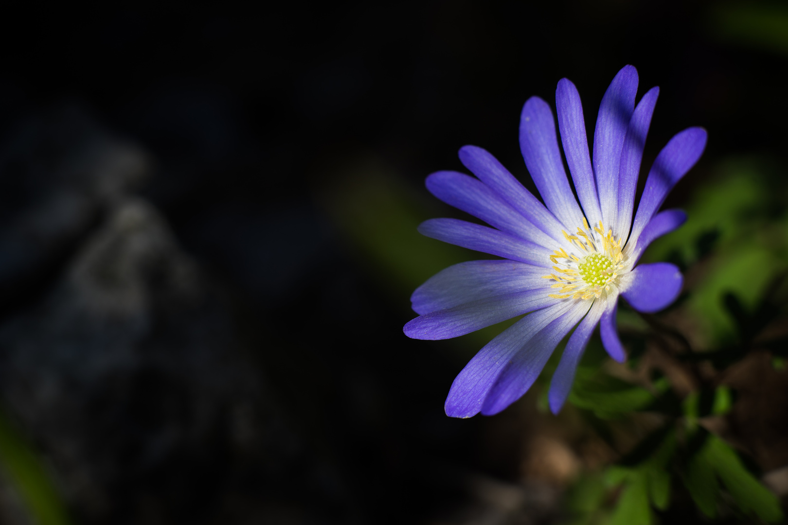 Anemone