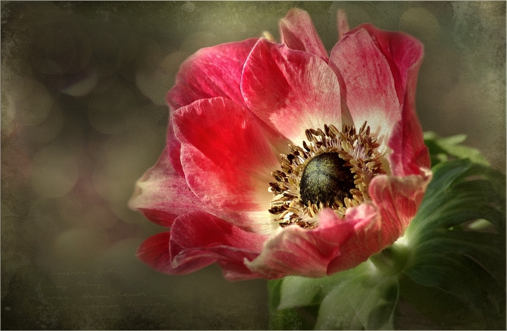 ~Anemone~