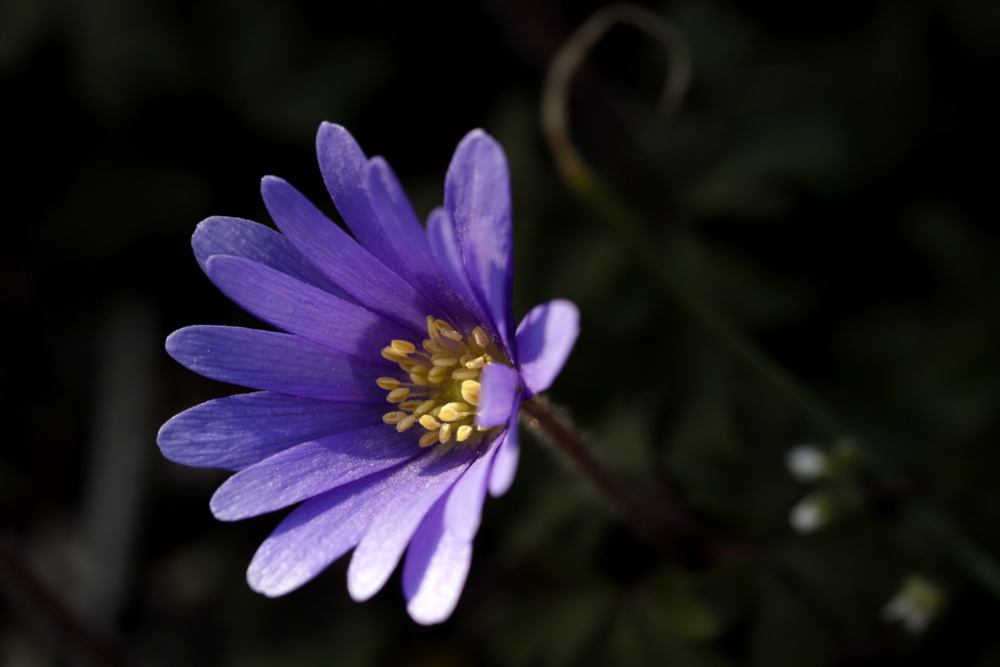 Anemone