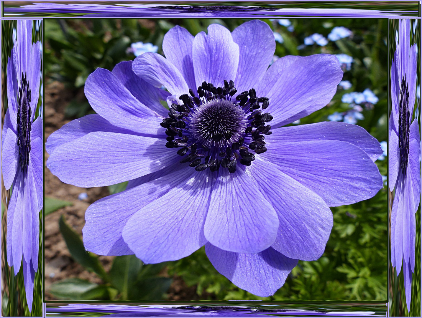 Anemone