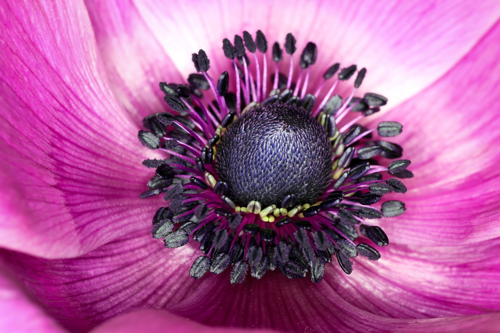 Anemone