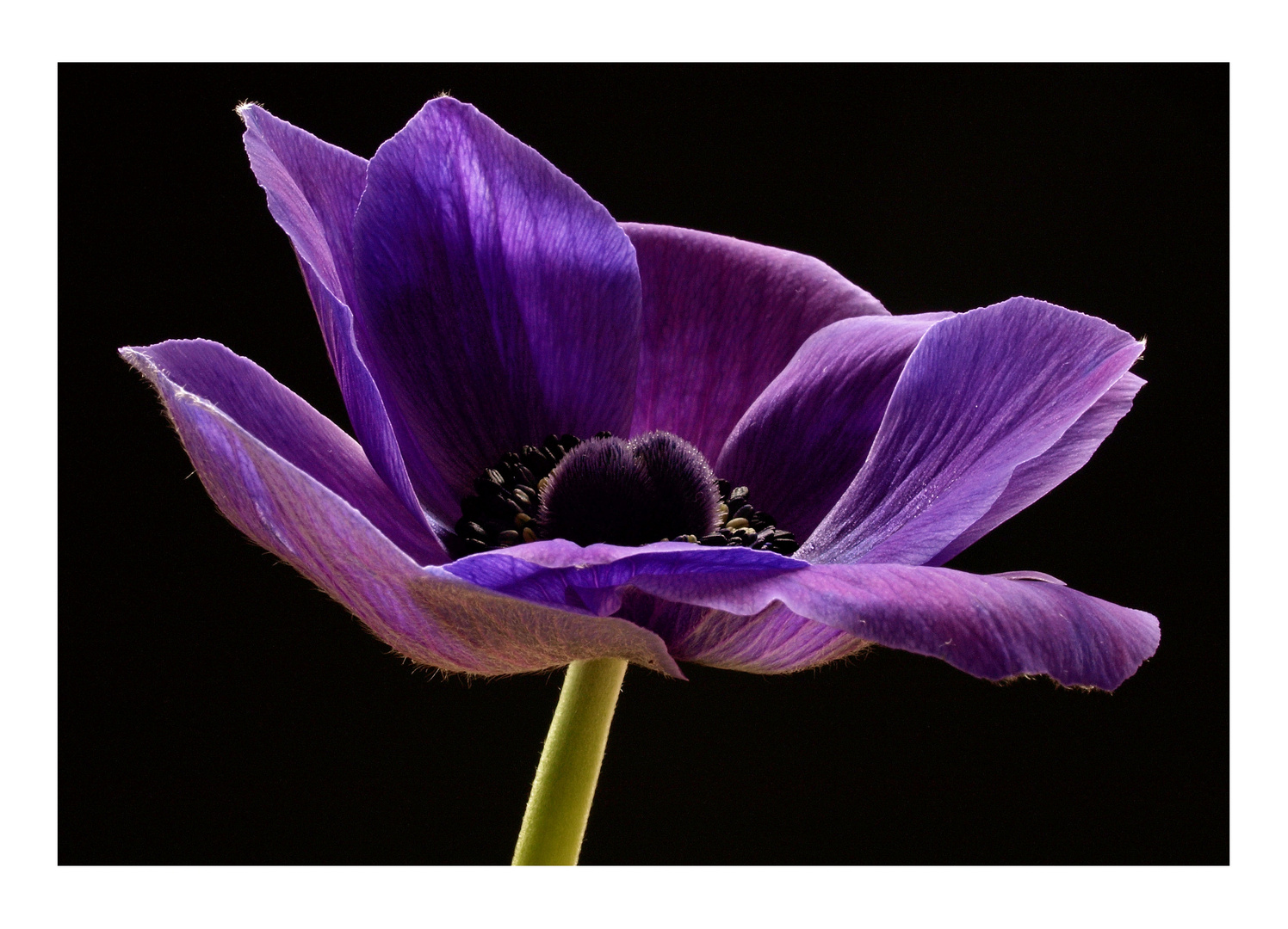 Anemone