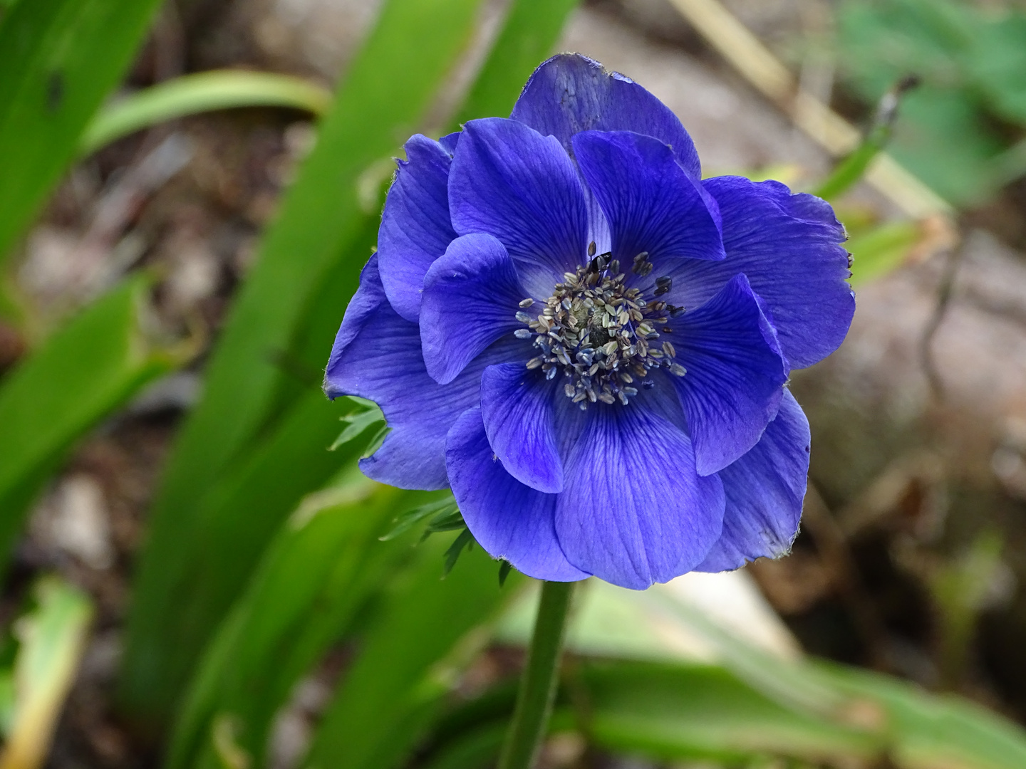 Anemone