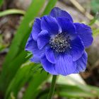 Anemone