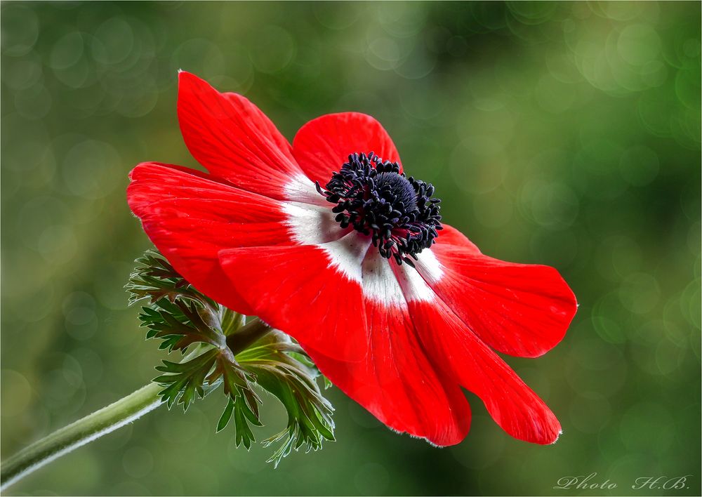 ANEMONE